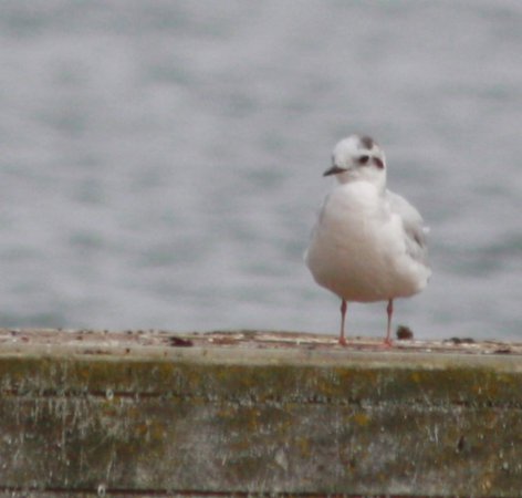 Photo (15): Little Gull