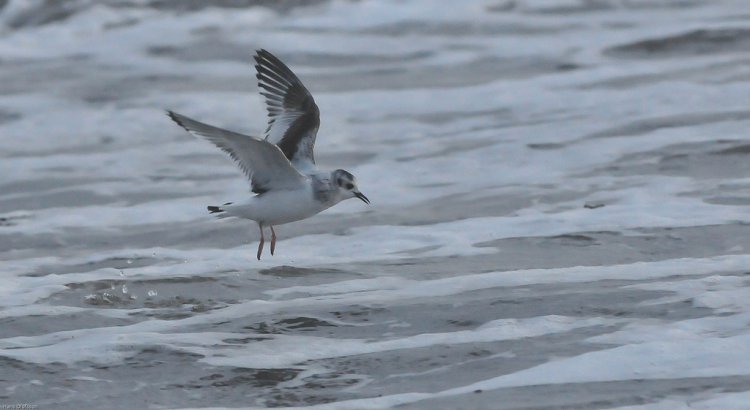 Photo (5): Little Gull