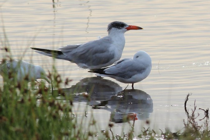 Photo (12): Caspian Tern
