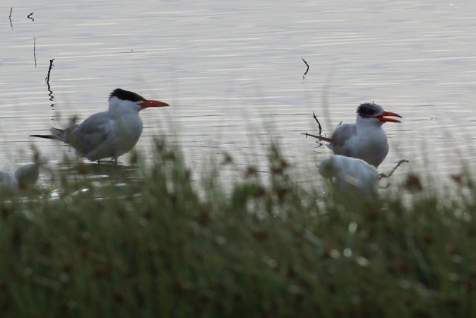 Photo (10): Caspian Tern