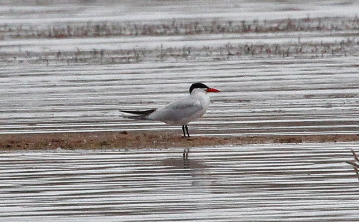 Photo (7): Caspian Tern