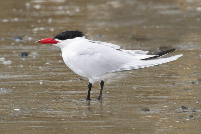 Photo (1): Caspian Tern