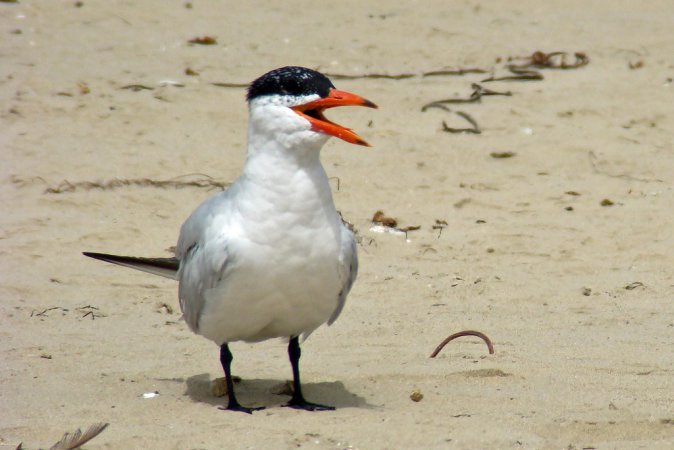 Photo (9): Caspian Tern
