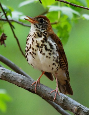 Photo (1): Wood Thrush