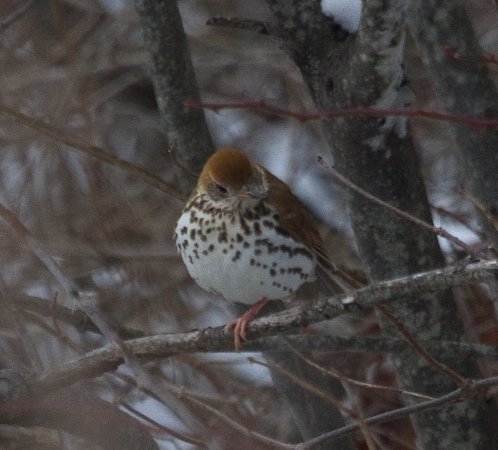 Photo (14): Wood Thrush