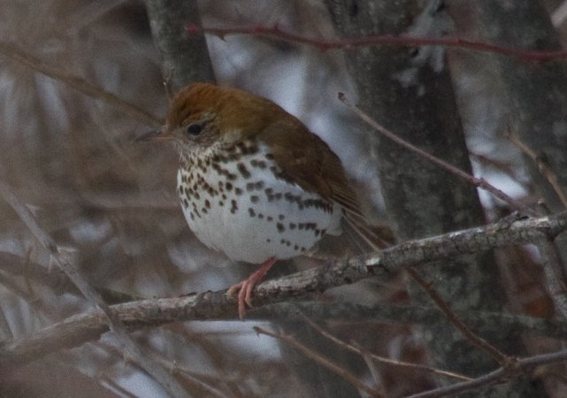 Photo (15): Wood Thrush