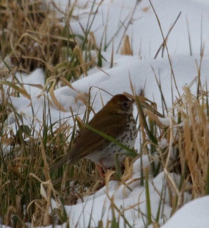 Photo (20): Wood Thrush