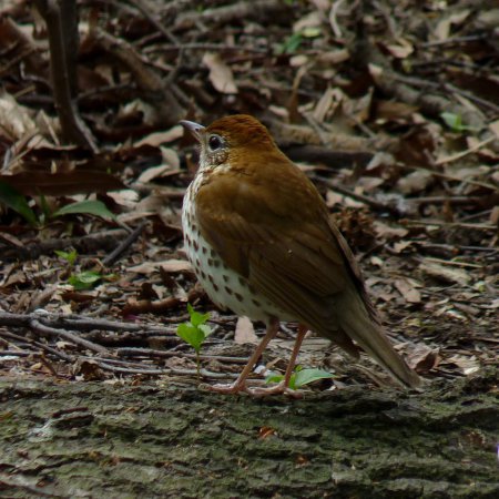 Photo (10): Wood Thrush