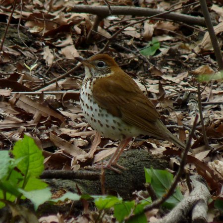 Photo (4): Wood Thrush