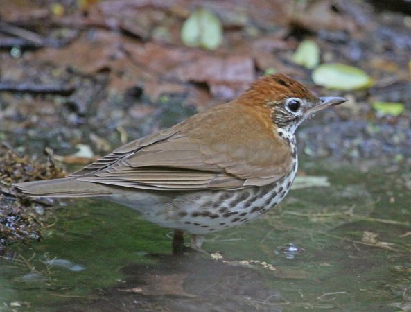 Photo (17): Wood Thrush