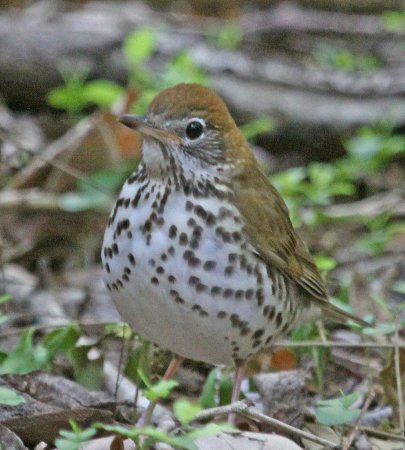 Photo (13): Wood Thrush