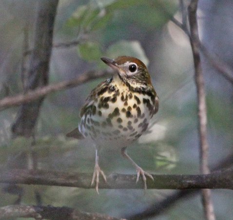 Photo (12): Wood Thrush