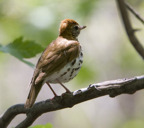 Photo (18): Wood Thrush