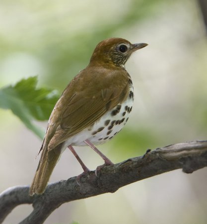 Photo (7): Wood Thrush