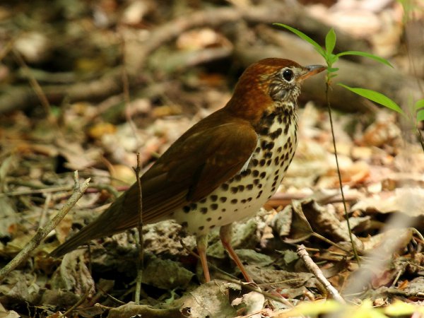 Photo (5): Wood Thrush