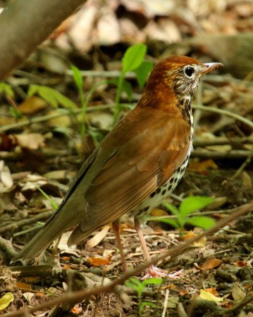 Photo (11): Wood Thrush