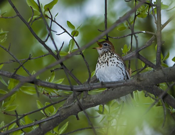 Photo (19): Wood Thrush