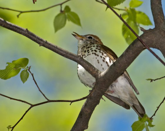 Photo (8): Wood Thrush