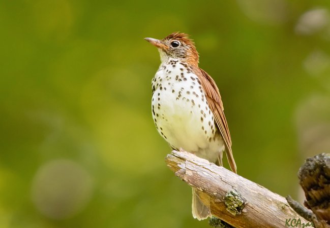 Photo (3): Wood Thrush