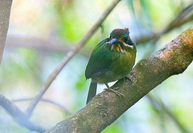 Photo (1): Tody Motmot