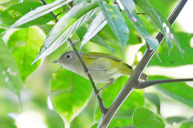 Photo (3): Lesser Greenlet