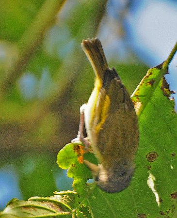 Photo (4): Lesser Greenlet