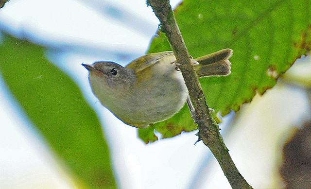 Photo (2): Lesser Greenlet