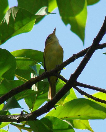 Photo (1): Scrub Greenlet