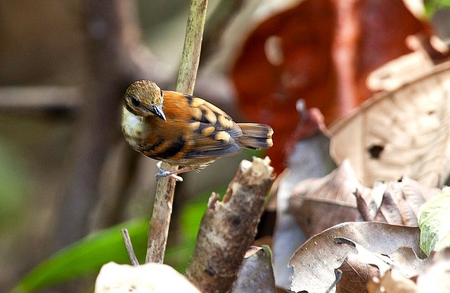 Photo (5): Spotted Antbird
