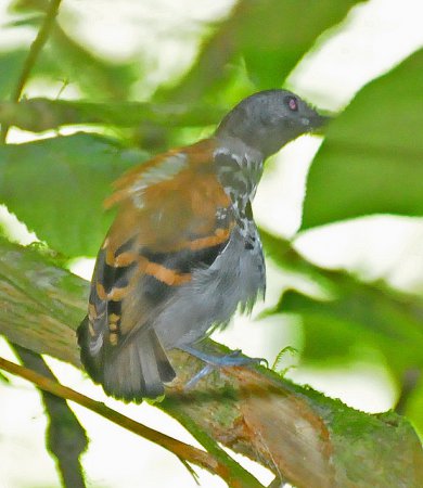 Photo (6): Spotted Antbird