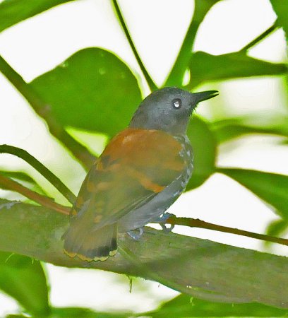 Photo (2): Spotted Antbird