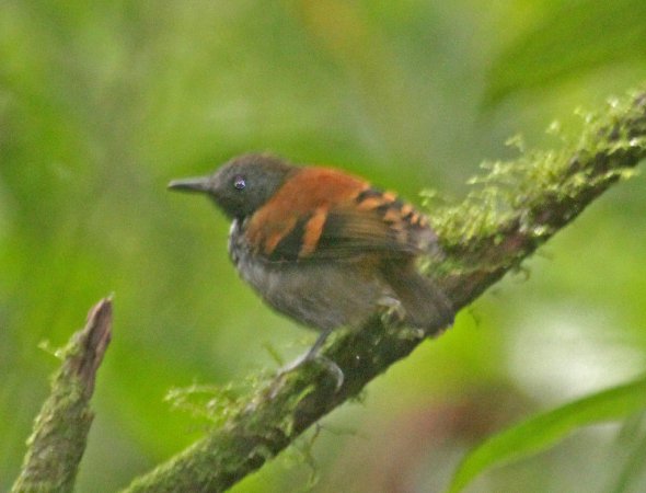 Photo (4): Spotted Antbird