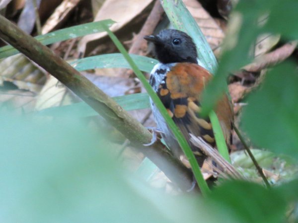 Photo (3): Spotted Antbird