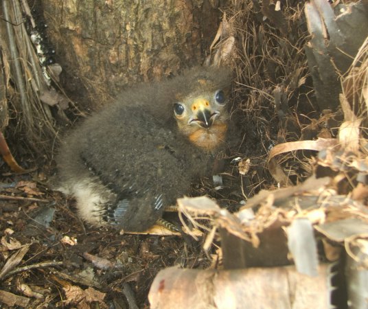 Photo (9): Red-throated Caracara