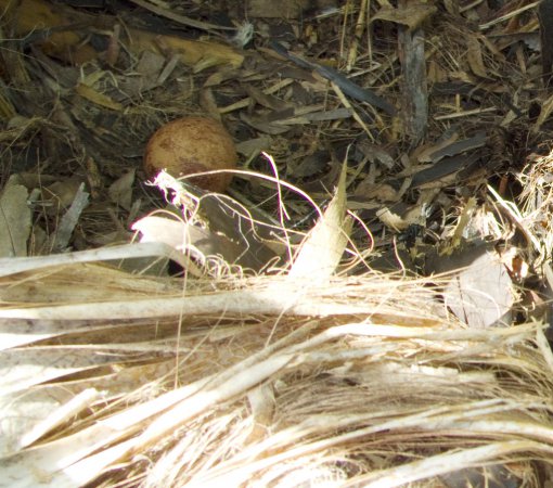 Photo (6): Red-throated Caracara