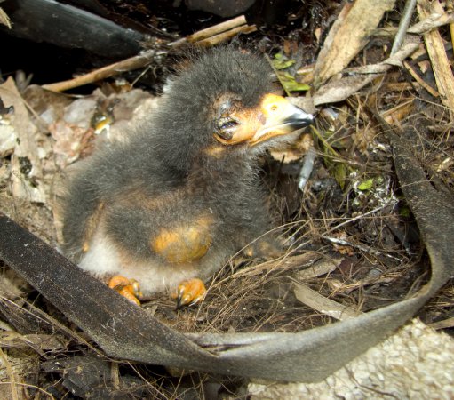 Photo (8): Red-throated Caracara