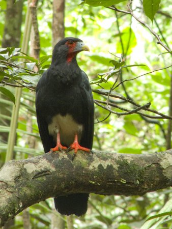Photo (7): Red-throated Caracara
