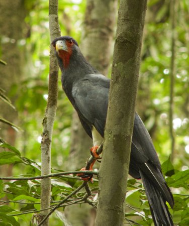 Photo (3): Red-throated Caracara