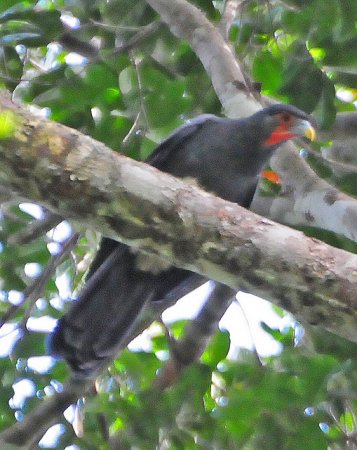 Photo (4): Red-throated Caracara