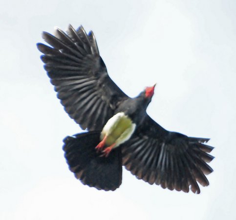Photo (2): Red-throated Caracara