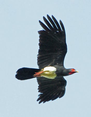 Photo (5): Red-throated Caracara
