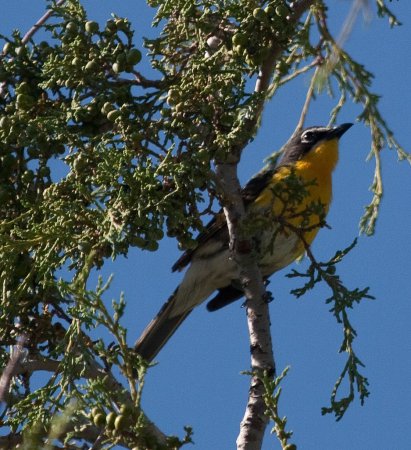 Photo (17): Yellow-breasted Chat