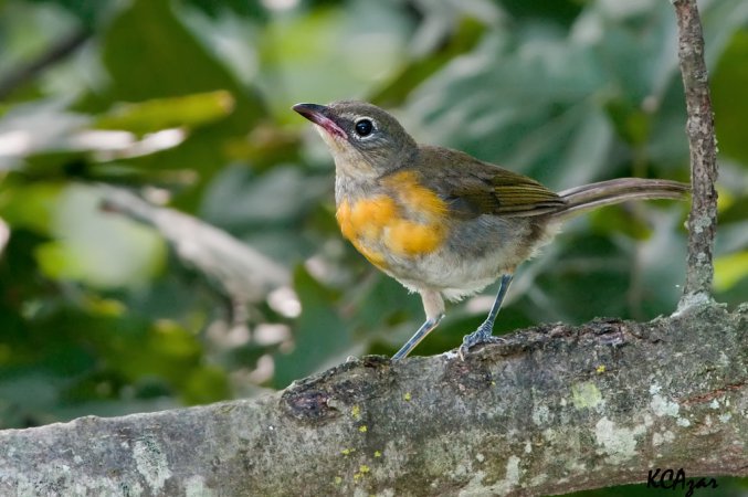 Photo (25): Yellow-breasted Chat