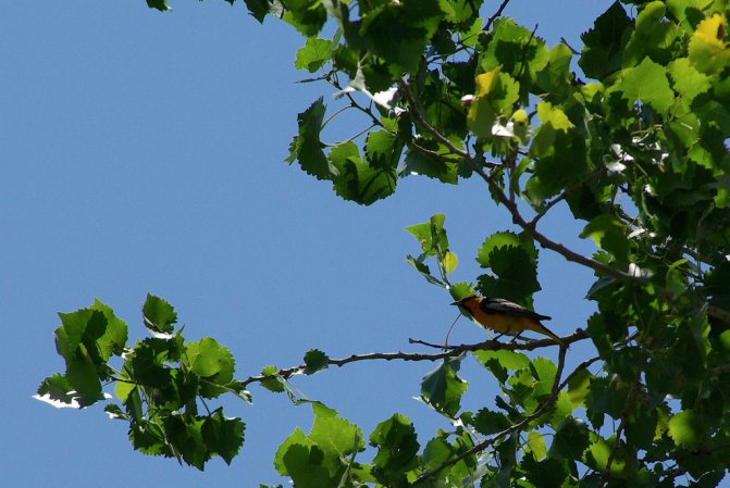 Photo (18): Bullock's Oriole