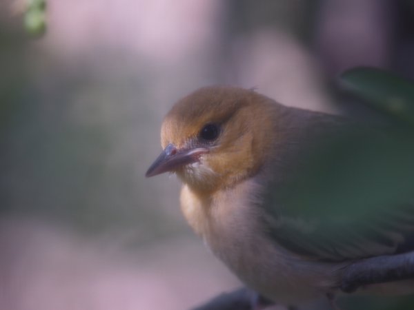 Photo (22): Bullock's Oriole