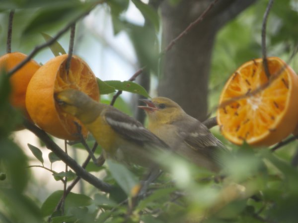 Photo (4): Bullock's Oriole