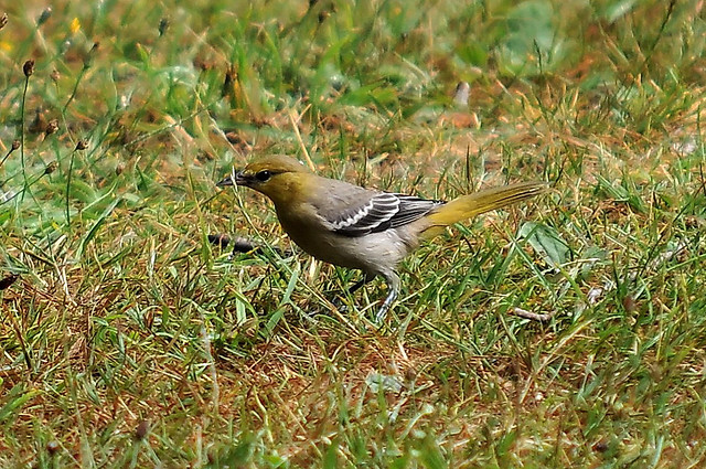 Photo (6): Bullock's Oriole