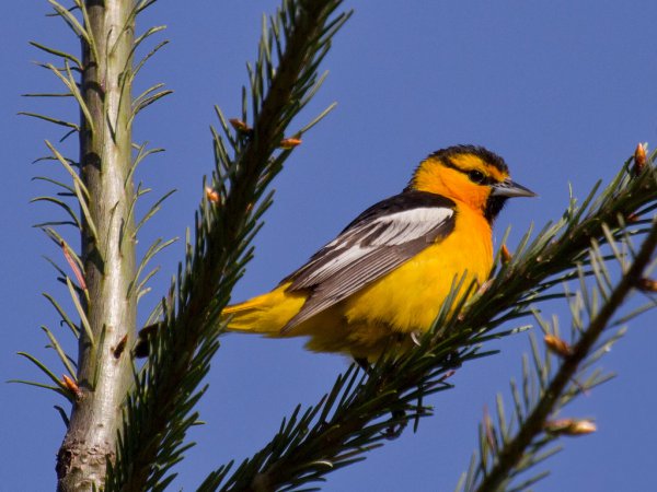 Photo (10): Bullock's Oriole