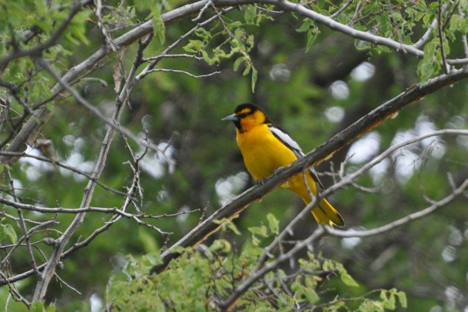 Photo (21): Bullock's Oriole