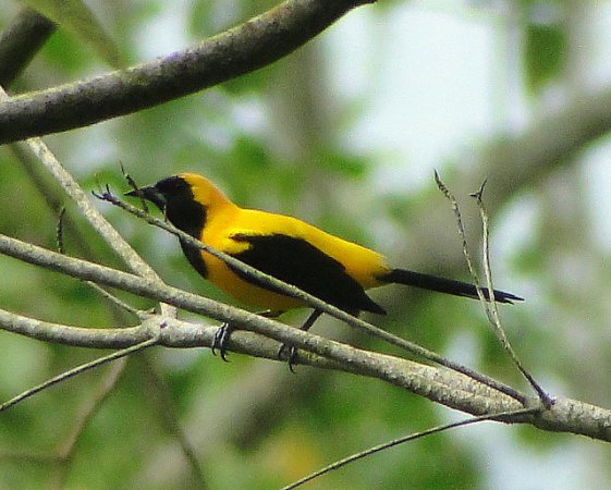 Photo (1): Yellow-backed Oriole